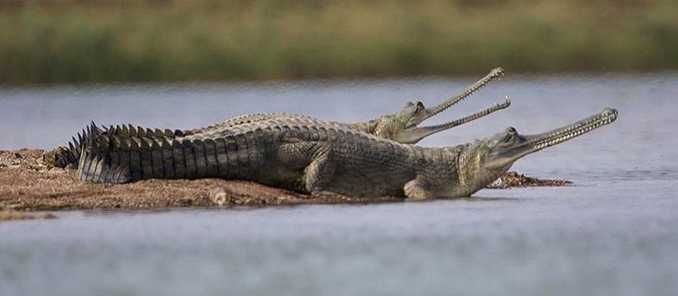 Taj Mahal with chardham Tour